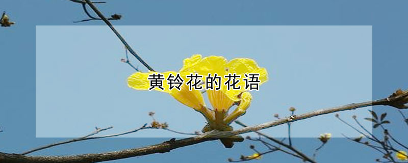 黃鈴花的花語