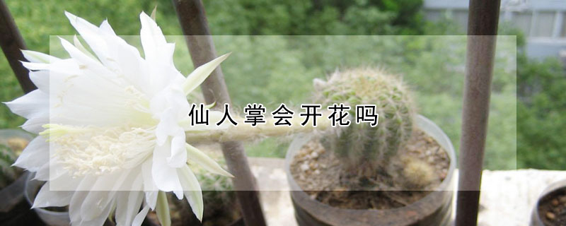 仙人掌會(huì)開花嗎