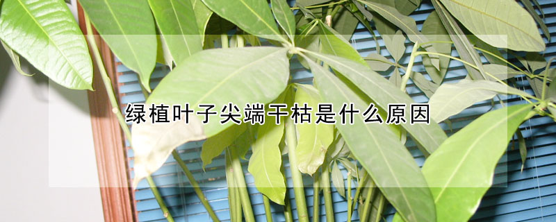 綠植葉子尖端干枯是什么原因