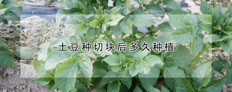 土豆種切塊后多久種植