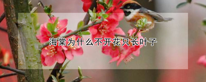 海棠為什么不開花只長(zhǎng)葉子