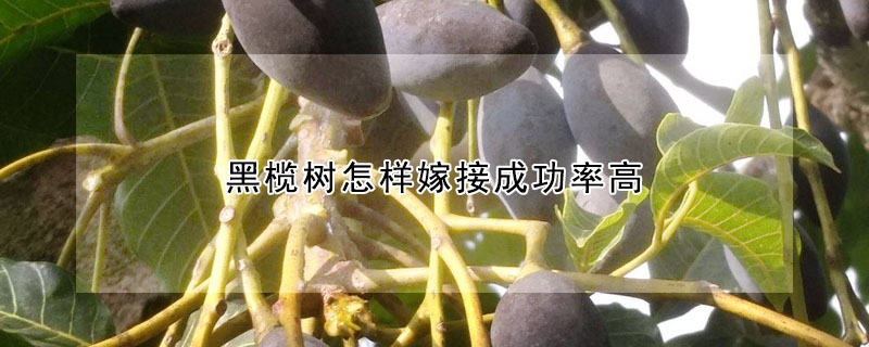 黑欖樹怎樣嫁接成功率高