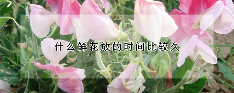 什么鮮花放的時間比較久