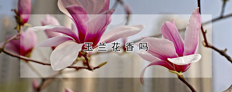 玉蘭花香嗎