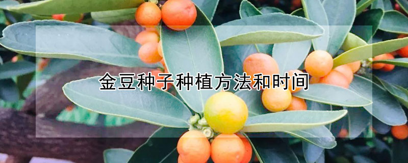 金豆種子種植方法和時間