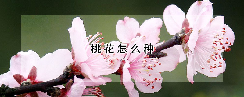 桃花怎么種