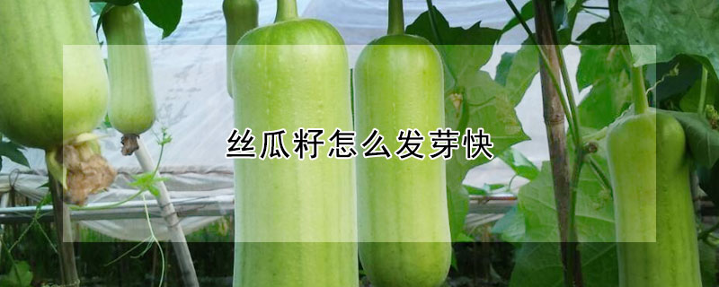 絲瓜籽怎么發(fā)芽快