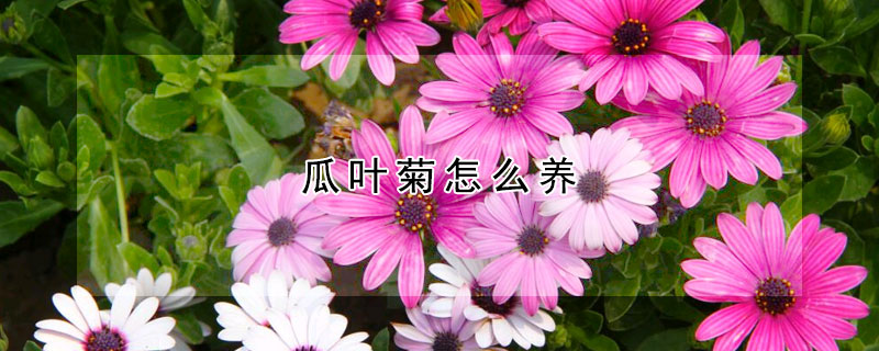 瓜葉菊怎么養(yǎng)