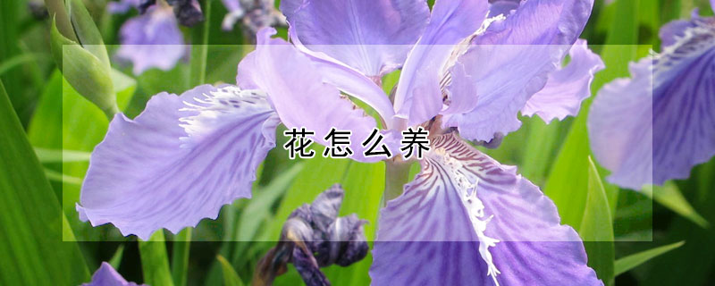 花怎么養