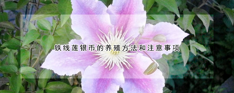 鐵線蓮銀幣的養(yǎng)殖方法和注意事項(xiàng)