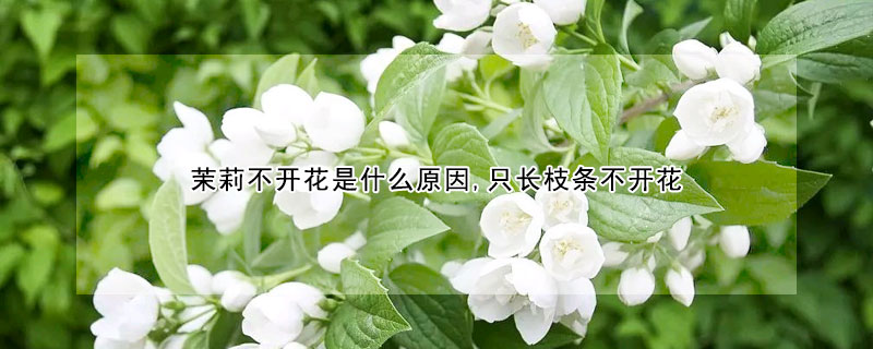 茉莉不開花是什么原因,只長枝條不開花