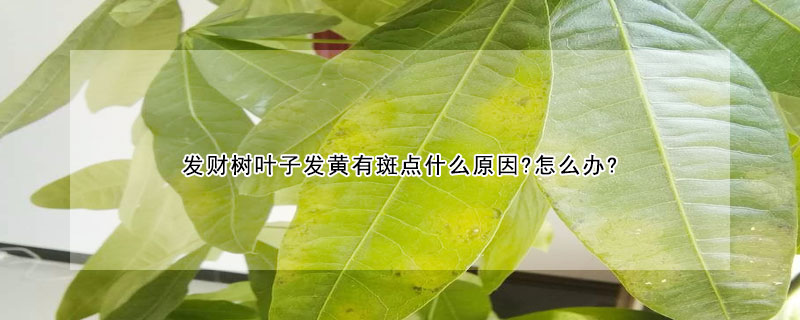 發財樹葉子發黃有斑點什么原因?怎么辦?