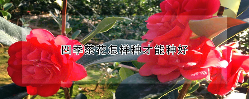 四季茶花怎樣種才能種好