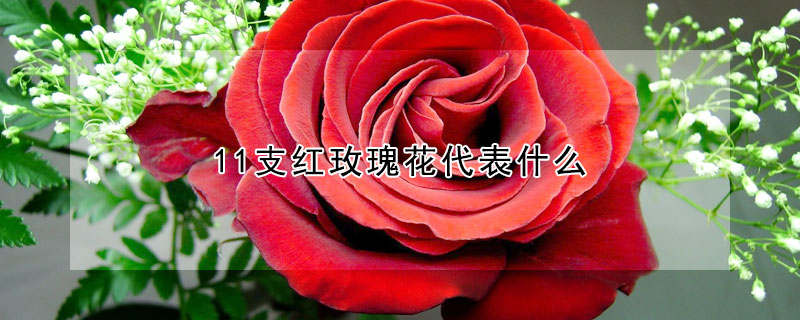 11支紅玫瑰花代表什么