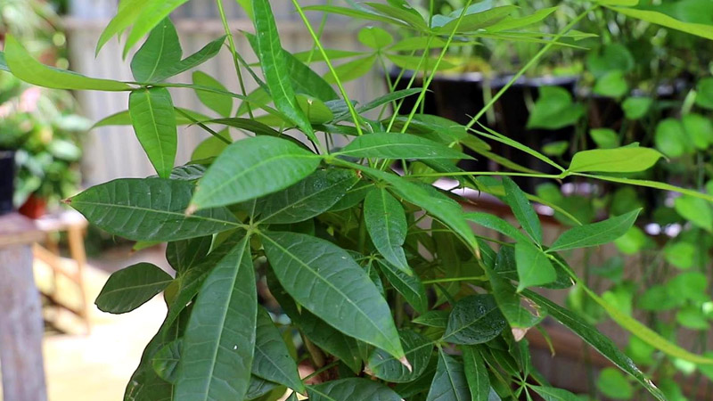 發財樹的種植方法