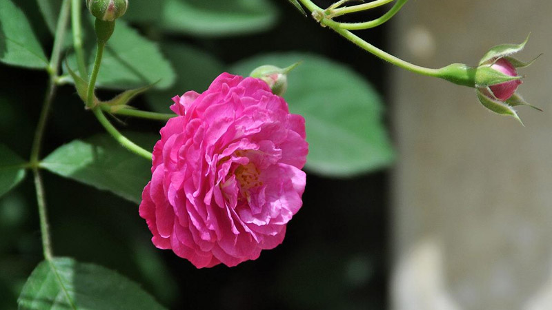 薔薇花怎么種植方法