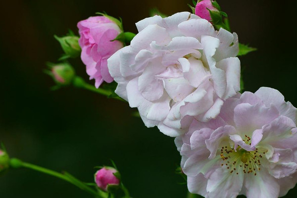 薔薇花的寓意有什么