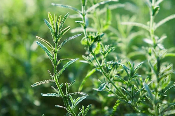 迷迭香的種植方法和注意事項