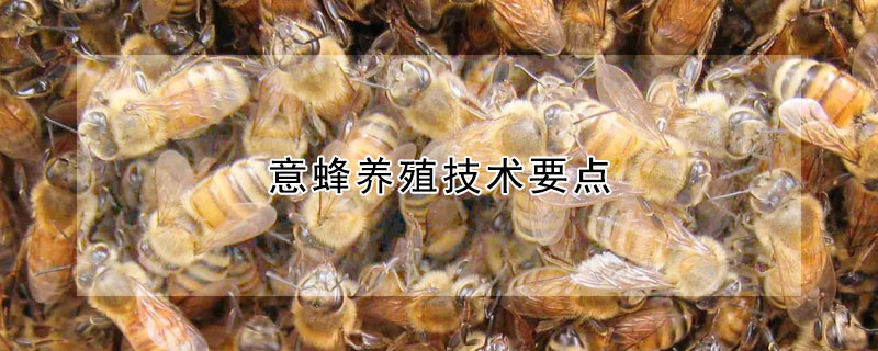 意蜂養(yǎng)殖技術要點