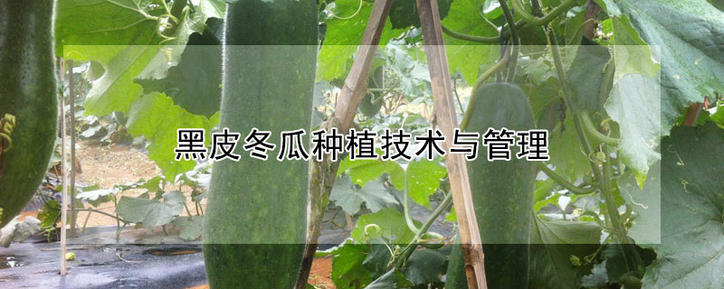 黑皮冬瓜種植技術(shù)與管理