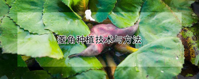 菱角種植技術與方法