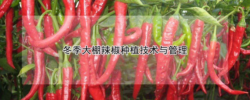 冬季大棚辣椒種植技術(shù)與管理