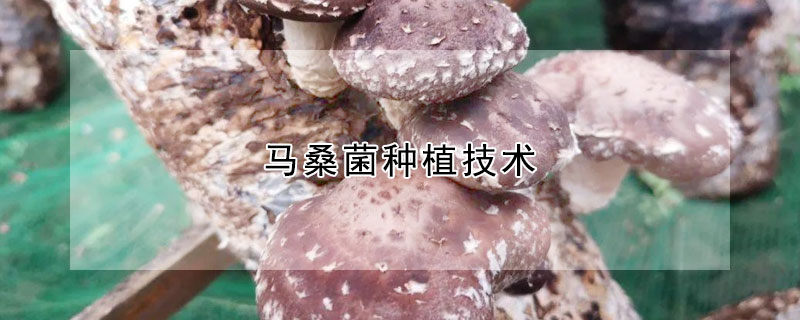 馬桑菌種植技術