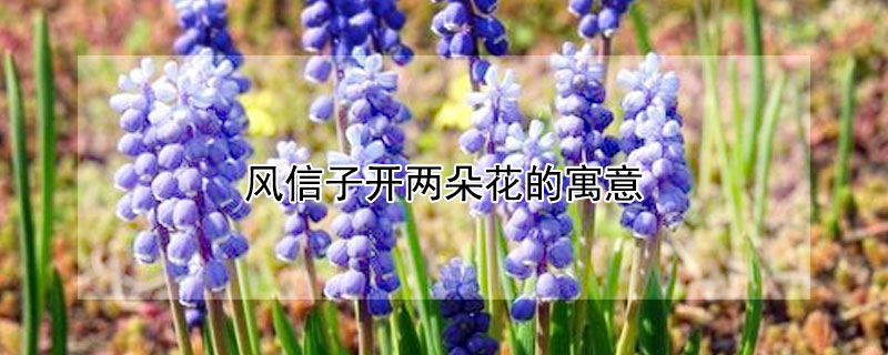 風(fēng)信子開兩朵花的寓意