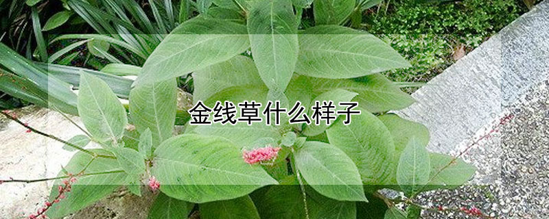 金線草什么樣子