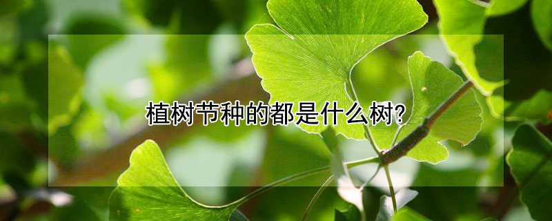 植樹節(jié)種的都是什么樹?