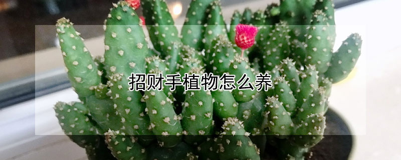 招財手植物怎么養(yǎng)