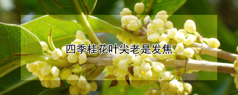 四季桂花葉尖老是發(fā)焦