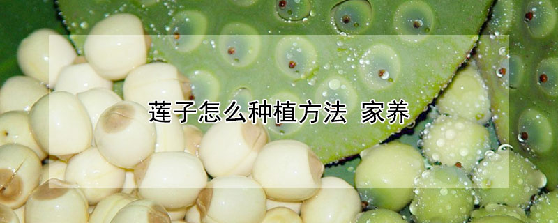 蓮子怎么種植方法 家養(yǎng)