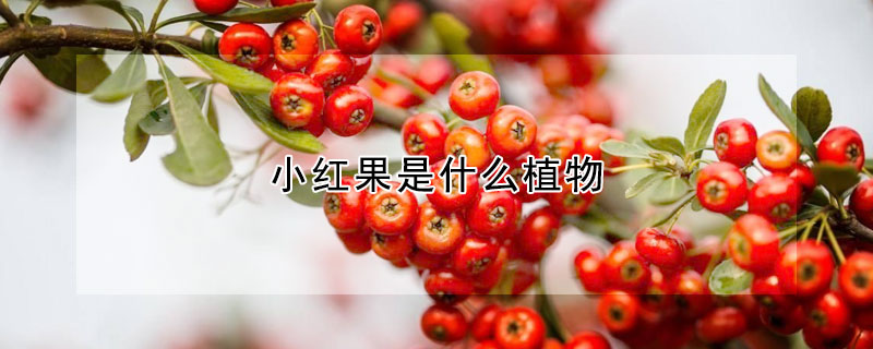 小紅果是什么植物