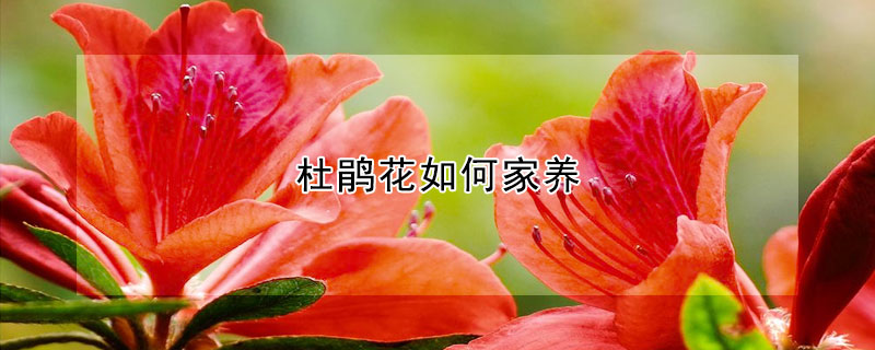 杜鵑花如何家養(yǎng)