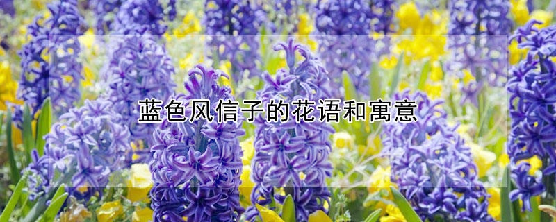 藍色風(fēng)信子的花語和寓意