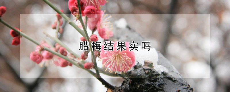 臘梅結(jié)果實(shí)嗎