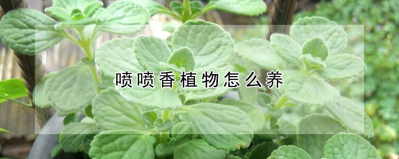 噴噴香植物怎么養(yǎng)