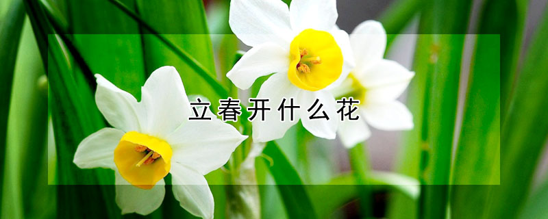 立春開什么花