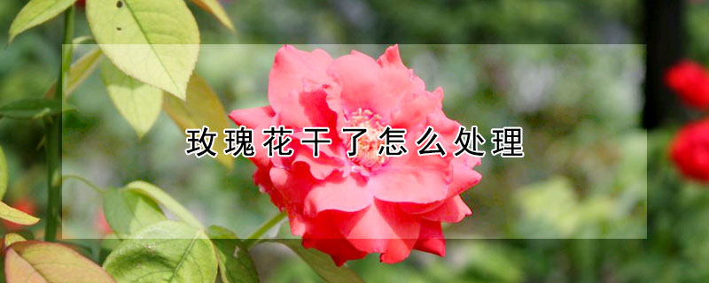 玫瑰花干了怎么處理