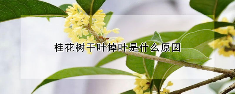 桂花樹干葉掉葉是什么原因