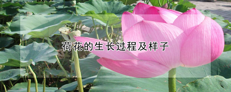 荷花的生長(zhǎng)過(guò)程及樣子