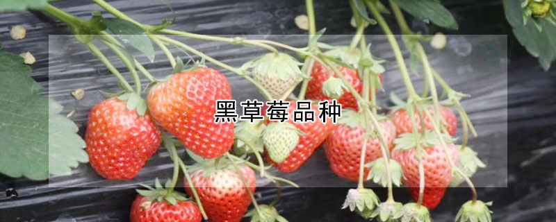 黑草莓品種