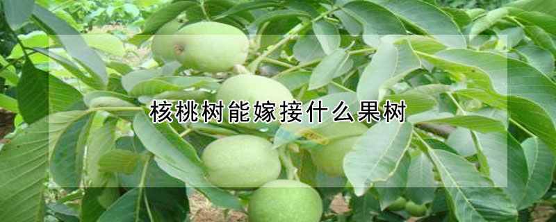 核桃樹能嫁接什么果樹