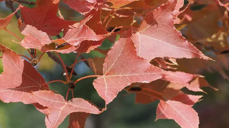 香山紅葉幾月份好看