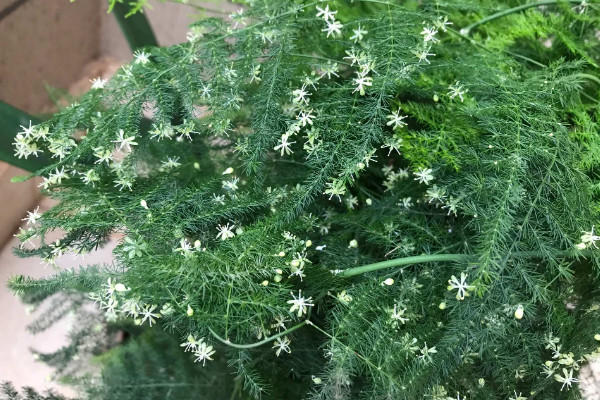 文竹開花了是怎么回事