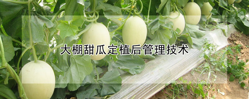 大棚甜瓜定植后管理技術(shù)