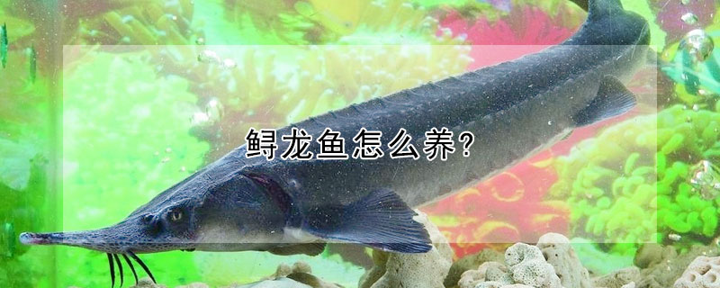 鱘龍魚怎么養(yǎng)?