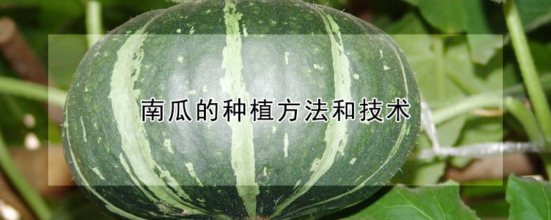 南瓜的種植方法和技術