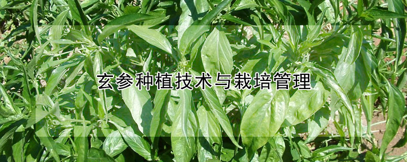 玄參種植技術與栽培管理